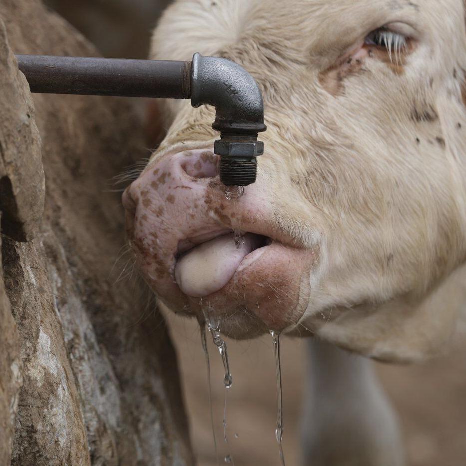 Water tanks replace springs on a Serbian mountain as drought endangers some 1,000 cows and horses